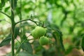 Tomatoes on a branch in a greenhouse closeup Royalty Free Stock Photo