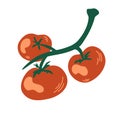 Tomatoes on a branch. Red cherry tomato composition. Healthy foods. Vegetables. Vector cartoon illustration. Isolate on a white Royalty Free Stock Photo