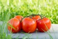 tomatoes on branch with water drops on green grass Royalty Free Stock Photo