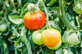 Tomatoes branch Royalty Free Stock Photo