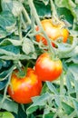 Tomatoes branch Royalty Free Stock Photo