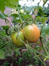 Tomatoes can be categorized as fruits and vegetables. Tropical tomatoes.