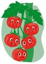 Tomatoes, cartoon vector illustration. Several cartoon tomatoes with smiley faces on a branch