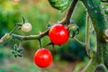 Tomatoes cherry Royalty Free Stock Photo