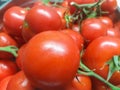 Tomatoes Royalty Free Stock Photo