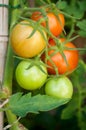 Tomatoes Royalty Free Stock Photo