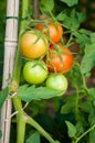 Tomatoes Royalty Free Stock Photo