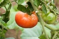 Tomatoes Royalty Free Stock Photo