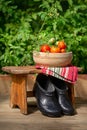 Tomatoes and cucumbers with dill in the greenhouse Royalty Free Stock Photo