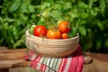 Tomatoes and cucumbers with dill in the greenhouse Royalty Free Stock Photo