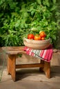 Tomatoes and cucumbers with dill in the greenhouse Royalty Free Stock Photo