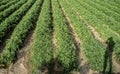 Tomatoes cultivation field with photographer shadow