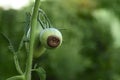 Tomatoes disease. Blossom end rot. Two green tomatoes are rotten on the branch. Close-up