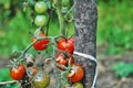 Tomatoes disease