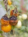 Tomatoes disease. Phytophthora Infestans. Late blight or potato blight.