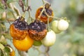 Tomatoes disease. Phytophthora Infestans. Late blight or potato blight.