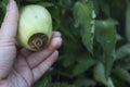 Tomatoes and Diseases. Blossom end rot. Unripe green damaged tomato in the woman hand Royalty Free Stock Photo