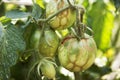 Tomatoes diseases. Tomato zippering. Thin brown necrotic scars on the fruits. Zipper-like lesion. Deformation of the surface