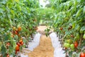 Tomatoes field hanging on tree in vegetables farm Royalty Free Stock Photo