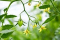 Tomatoes flowers and green fruits close up