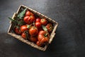 Freshly picked tomatoes in to basket Royalty Free Stock Photo