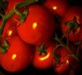 Tomato Royalty Free Stock Photo