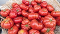 Heritage tomatoes fresh harvested from Grower in Tuscany