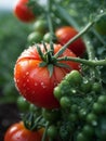 tomatoes with fresh morning dew