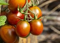 Tomatoes Fresh and ripe organic tomatoes, plant growing in a garden. Healthy vegan food. Diet. Tomato berry hanging on a branch. Royalty Free Stock Photo