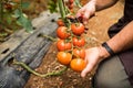 Tomatoes in the garden are cut with scissors in man hand before colections for sales. Vegetable garden with plants of red tomatoes