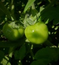 tomatoes in the garden green color sunlight Royalty Free Stock Photo