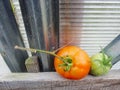 Tomatoes in the garden greenhouse.