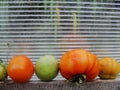 Tomatoes in the garden greenhouse.