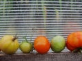 Tomatoes in the garden greenhouse.