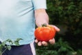 tomatoes in the garden. Happy organic farmer harvesting tomatoes in greenhouse. Farmers hands with freshly harvested Royalty Free Stock Photo