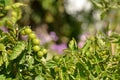 Tomatoes in garden.