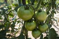 Tomatoes in the garden Royalty Free Stock Photo