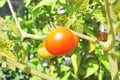 Tomatoes in the garden. Close up of red ripe tomatoe on branch with green tomatoes in the background Royalty Free Stock Photo