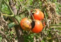 Tomatoes get sick by late blight or Phytophthora. Close up on Phytophthora infestans is an oomycete that causes the serious tomato