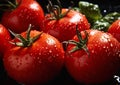 Juicy Tomatoes: A Mouthwatering Treat of Dewy Skin, Black Drople Royalty Free Stock Photo