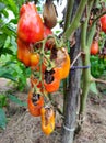 Tomatoes gone rotten after some infected with some disease Royalty Free Stock Photo