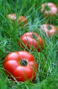 Tomatoes on grass