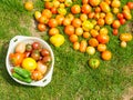 Tomatoes on the grass, harvest. Only ripped beef steak tomatoes on green grass. Studio photo. multi-colored tomatoes