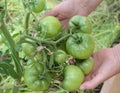 Tomatoes, grass, nightshade, food, ripe, branch, green, round, nature, leaf, garden, on the ground, autumn, agriculture, fresh, he