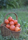 Tomatoes on the grass
