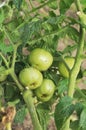 Tomatoes green on bushes