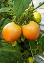 Tomatoes with green leaves in the garden Royalty Free Stock Photo