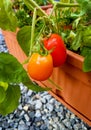 Tomatoes with green leaves in the garden Royalty Free Stock Photo