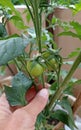 Green tomatoes with green leaves on a branch and female gardening, summer time Royalty Free Stock Photo