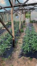 tomatoes in the greenhouse, home greenhouse